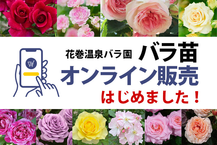 2023年8月1日より 花巻温泉バラ園 バラ苗オンライン販売開始