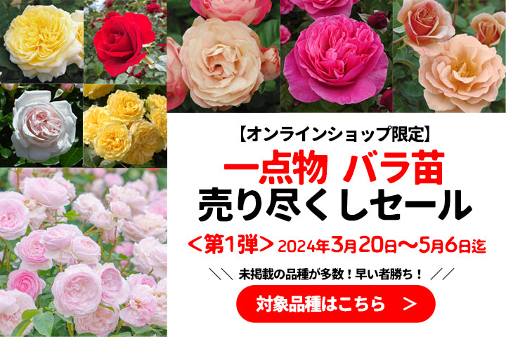 【終了】オンライン限定 花巻温泉バラ園 一点物 売り尽くしセール【第1弾】