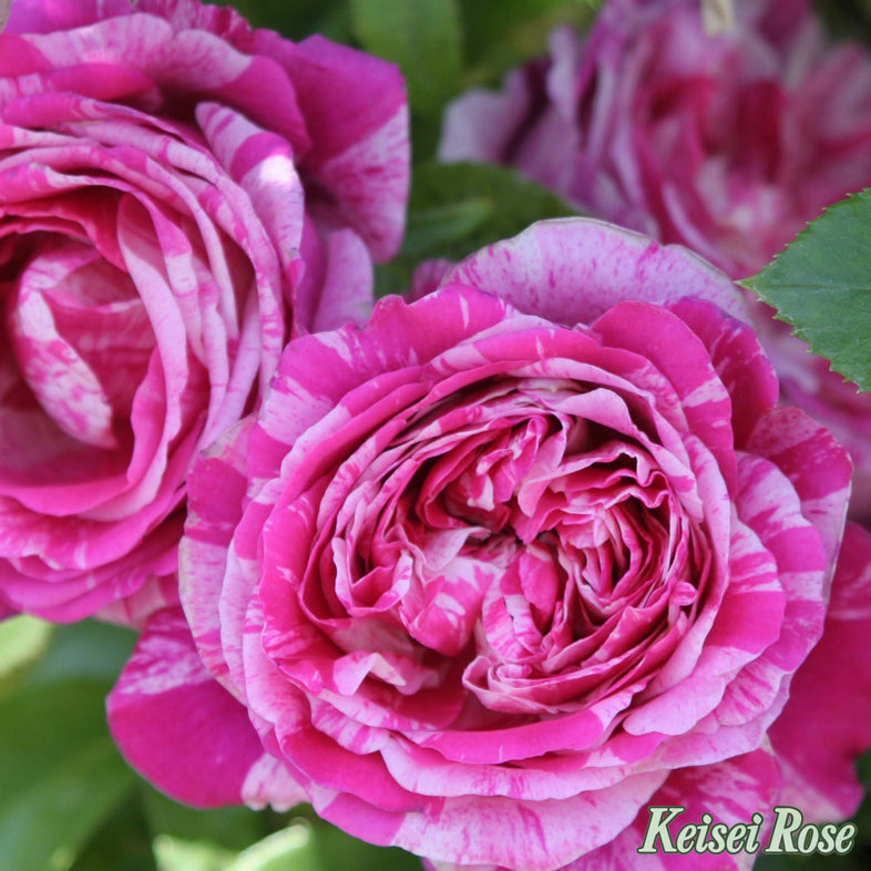 【バラ苗】フランボワーズ バニーユ (2026年3月発送)