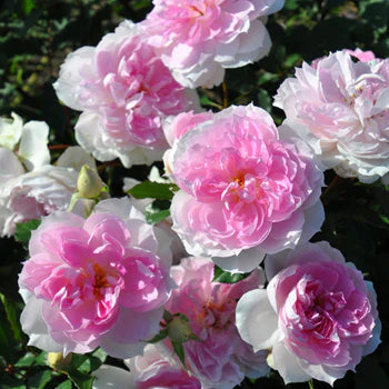 【バラ苗】シャリマー