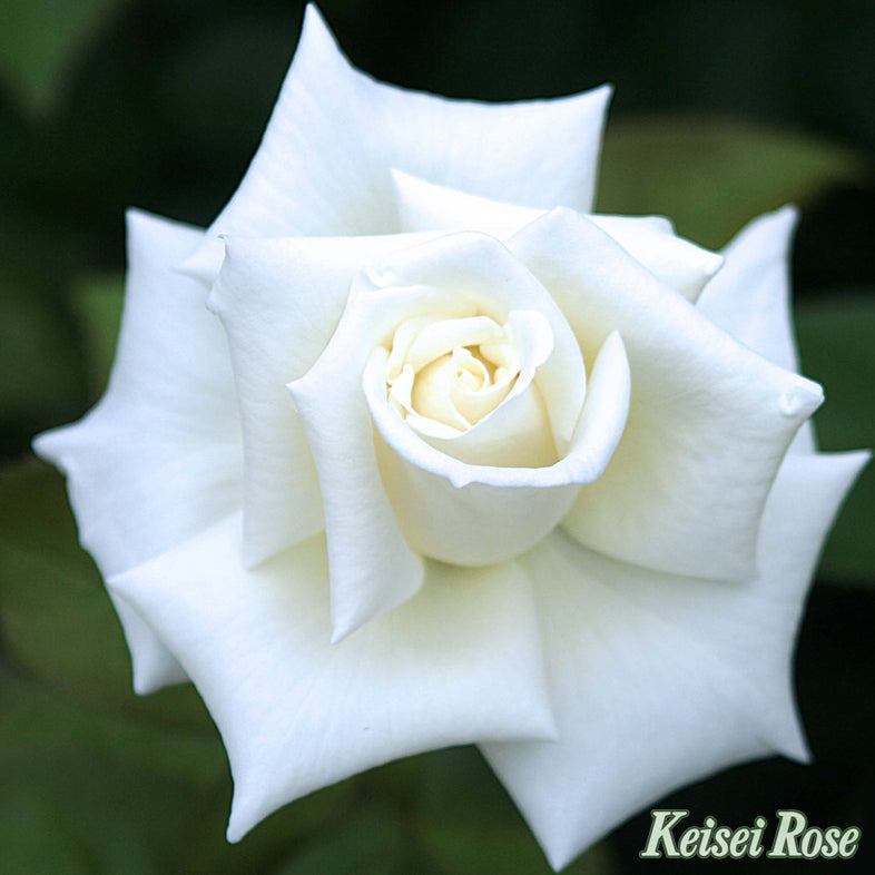 【バラ苗】オスカル フランソワ®【京成バラ園ブランド】