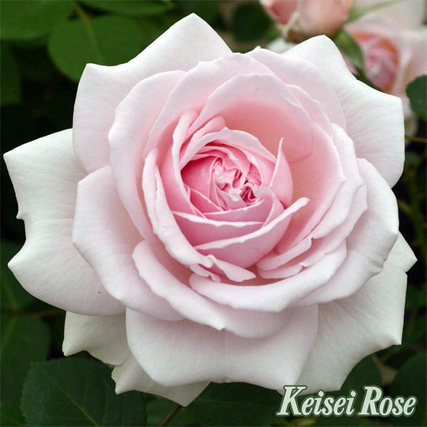 【バラ苗】ルミナスピラー(2026年3月発送)