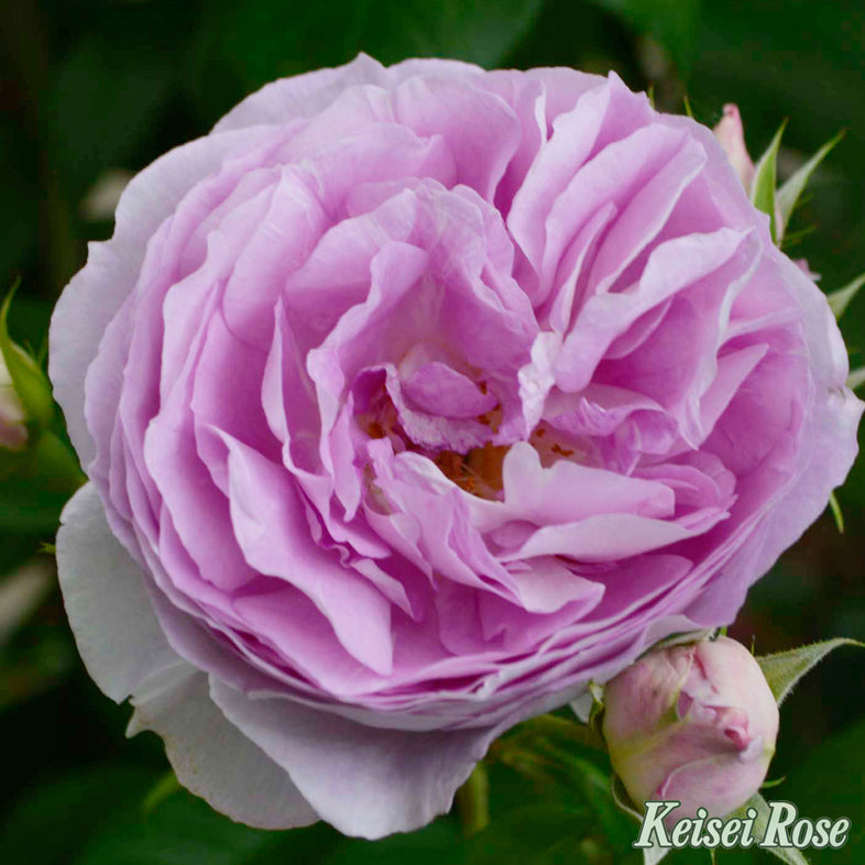 【バラ苗】エーデルシュタイン (2026年3月発送)