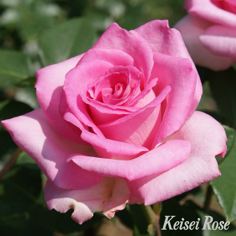 【バラ苗】ビバリー(2026年3月発送)