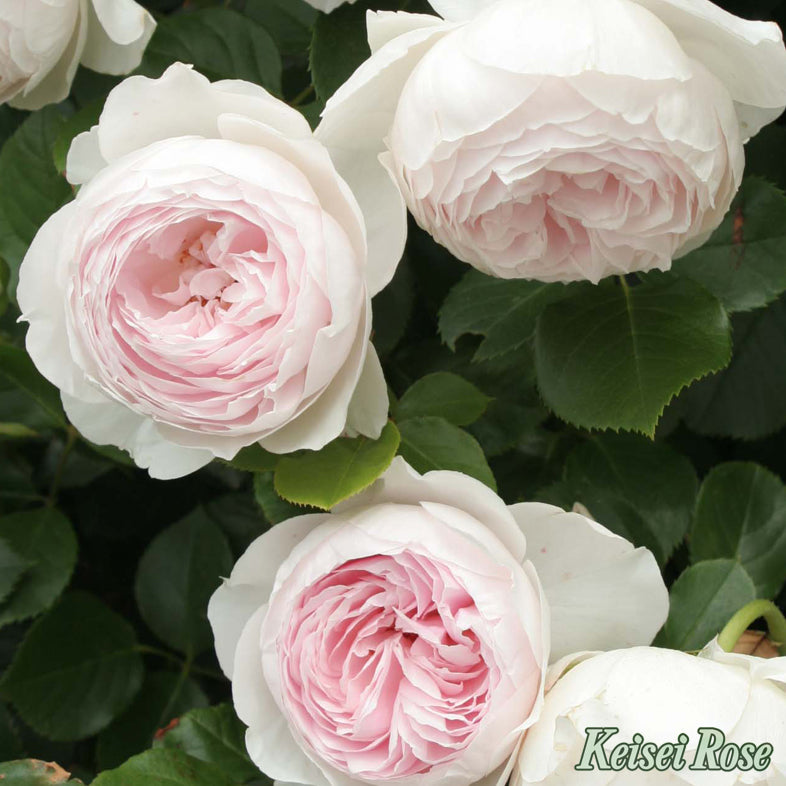 【バラ苗】クリスティアーナ (2026年3月発送)