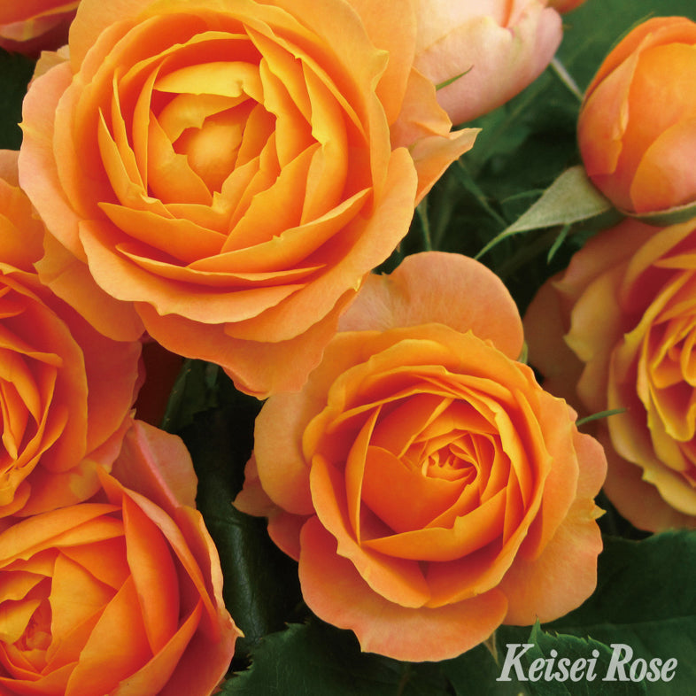 【バラ苗】ベビー ロマンティカ®(2026年3月発送)