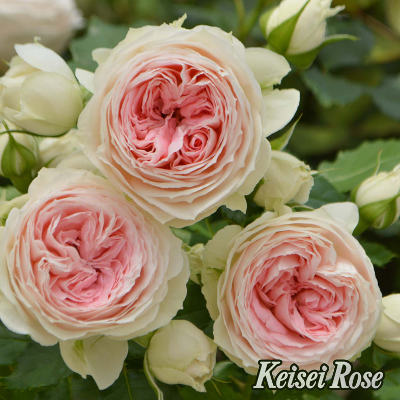 【バラ苗】パシュミナ® (2026年3月発送)