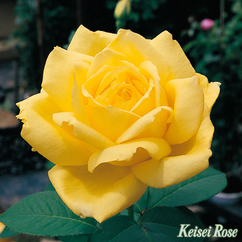 【バラ苗】ローズ ヨコハマ (2026年3月発送)