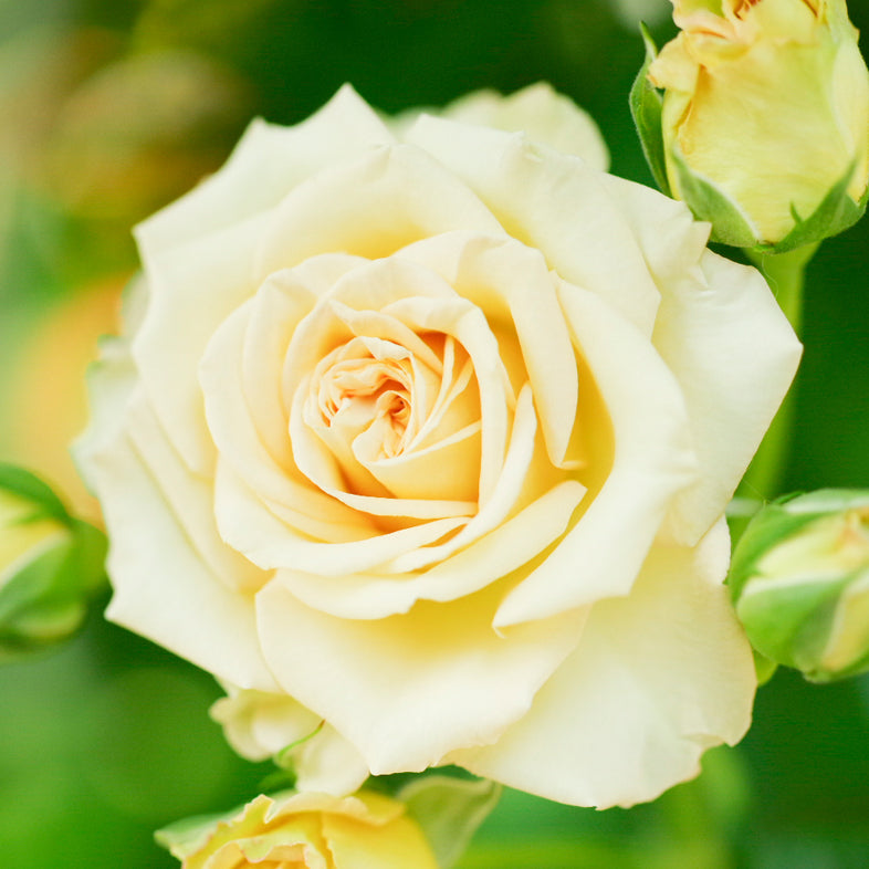 【バラ苗】エメラルド・アイル