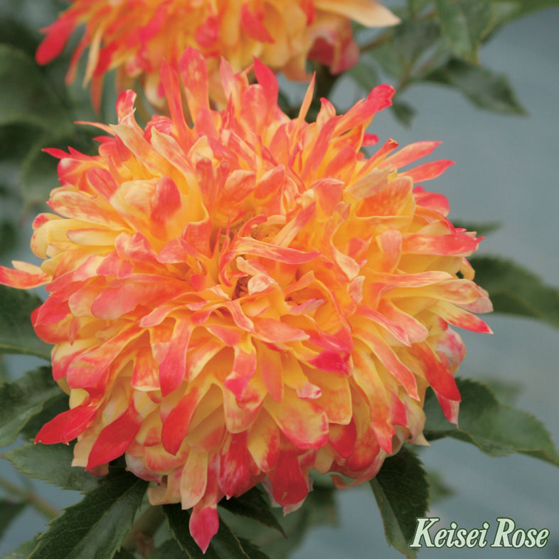 【バラ苗】ファイヤーワークス ラッフル(2026年3月発送)