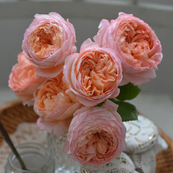 【バラ苗】コンフィチュール