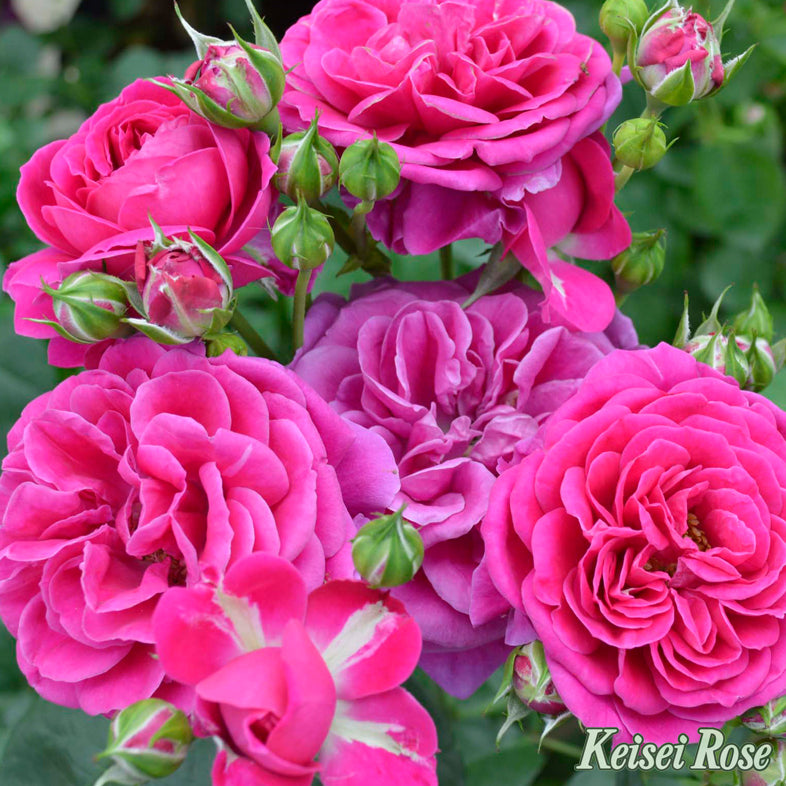 【バラ苗】スピネル (2026年3月発送)