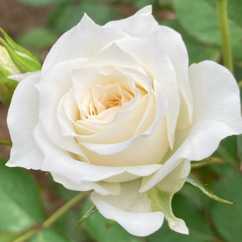 バラ苗】真珠貝 | 花巻温泉 公式オンラインショップ