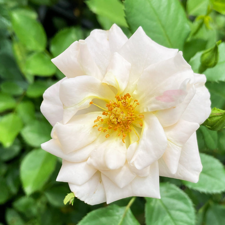 【バラ苗】パ・ド・ドゥ™ (2026年3月発送)