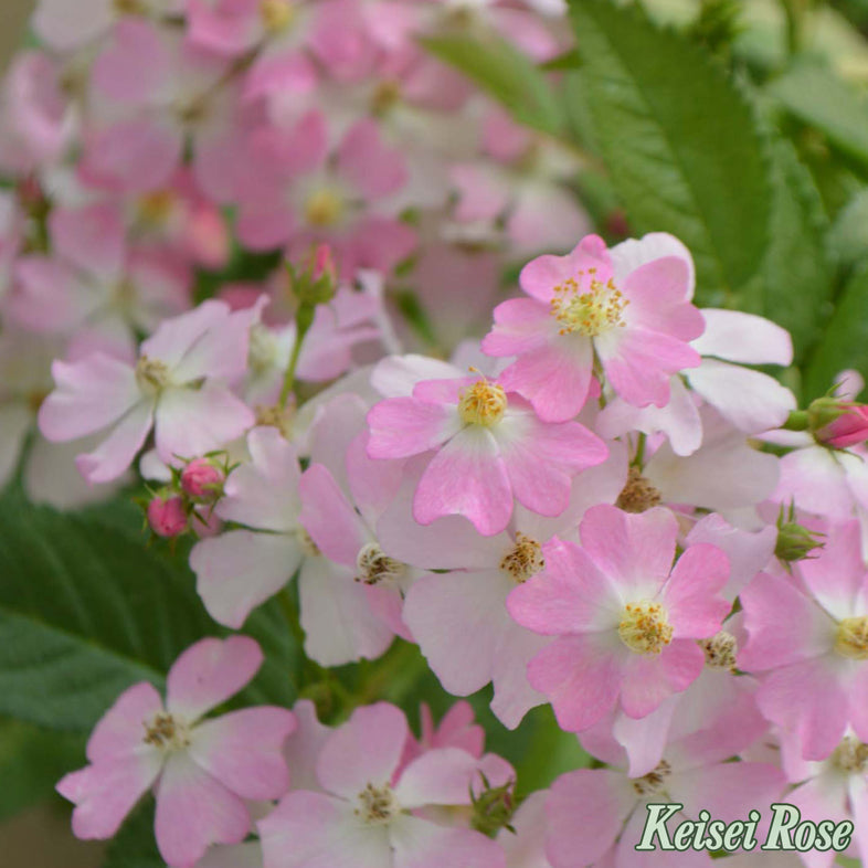 【バラ苗】フロキシー ベビー (2026年3月発送)