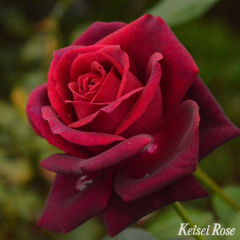 【バラ苗】グレーフィン ディアナ (2026年3月発送)