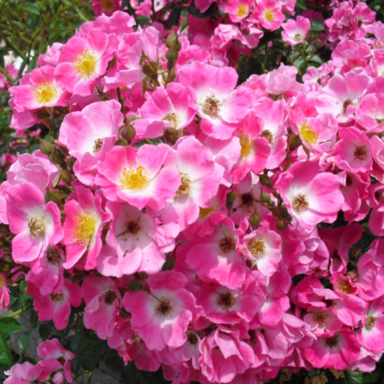 【バラ苗】モーツァルト(2026年3月発送)