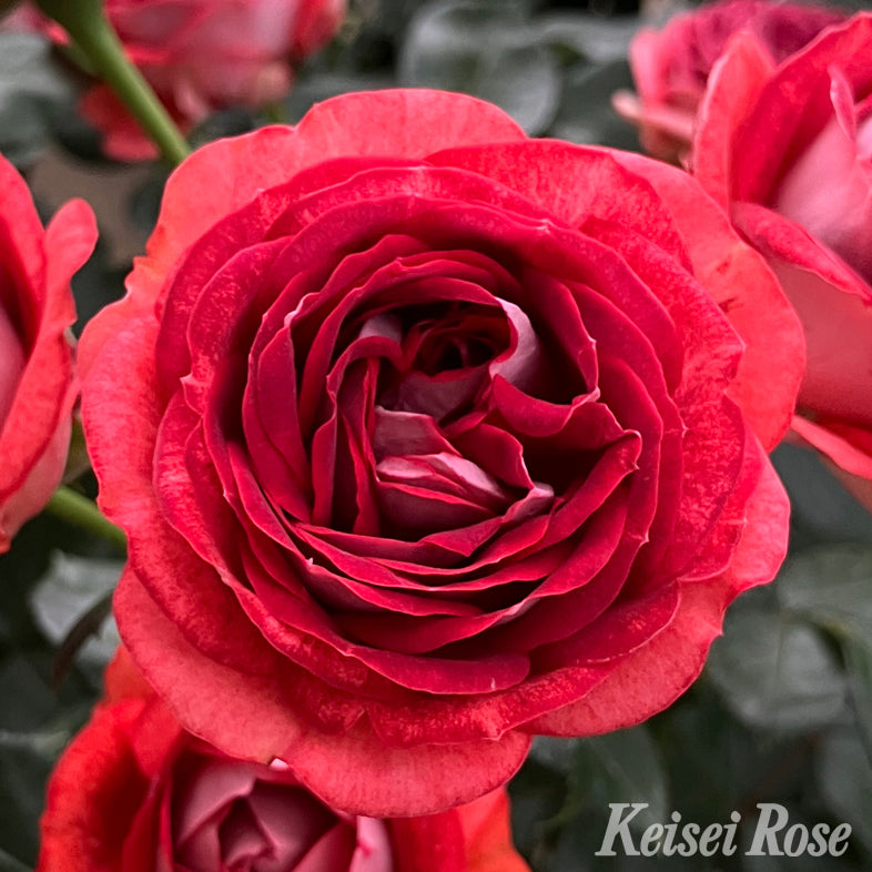 【バラ苗】ストロベリーミスト (2026年3月発送)