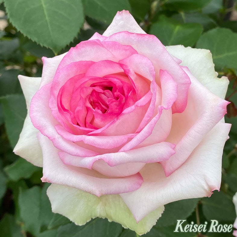 【バラ苗】クシェル(2026年3月発送)