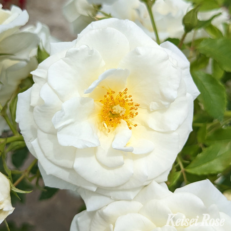 【バラ苗】真白 (2026年3月発送)