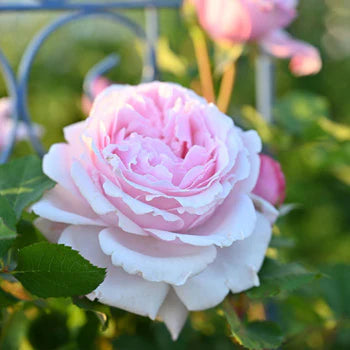 【バラ苗】ソフィー・ロシャス (2026年3月発送)