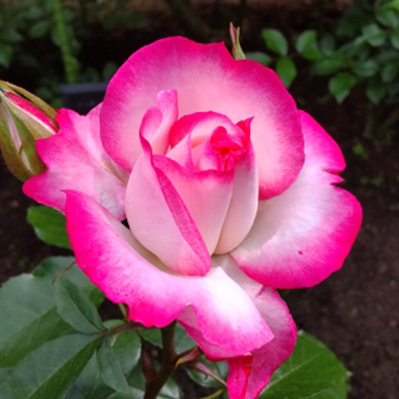 【バラ苗】ニコル(ニコール)(2026年3月発送)