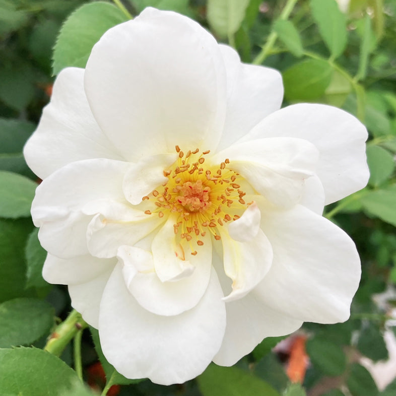 【バラ苗】フォルツァ! (2026年3月発送)