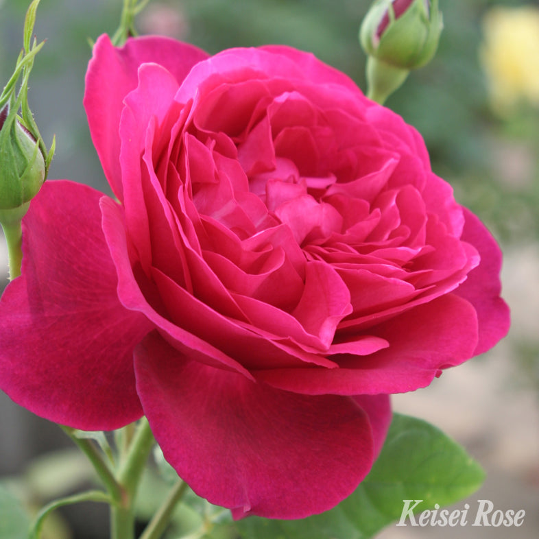 【バラ苗】ゲーテローズ (2026年3月発送)