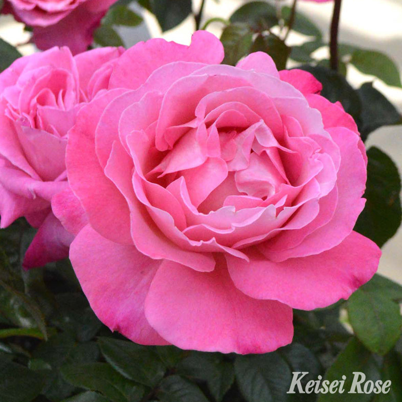 【バラ苗】恋結び(2026年3月発送)