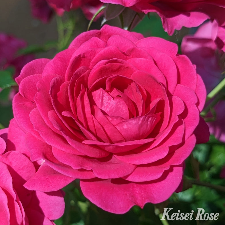 【バラ苗】紅かさね (2026年3月発送)