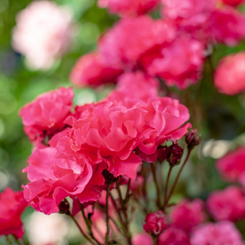 【バラ苗】エルゼ・ポールセン(2026年3月発送)