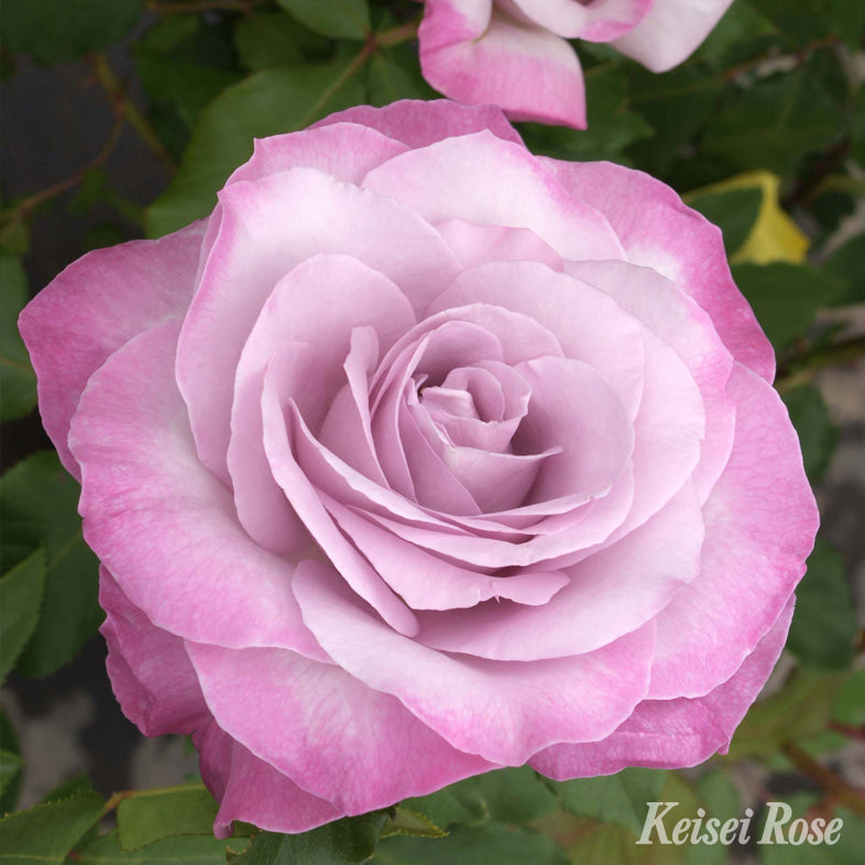 【バラ苗】ライラックビューティ