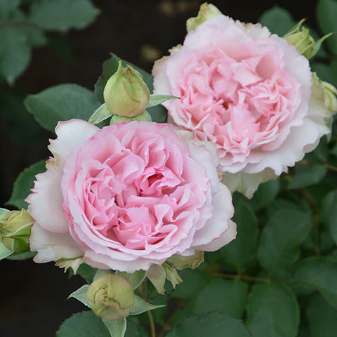 【バラ苗】フォーシーズンズ (2026年3月発送)