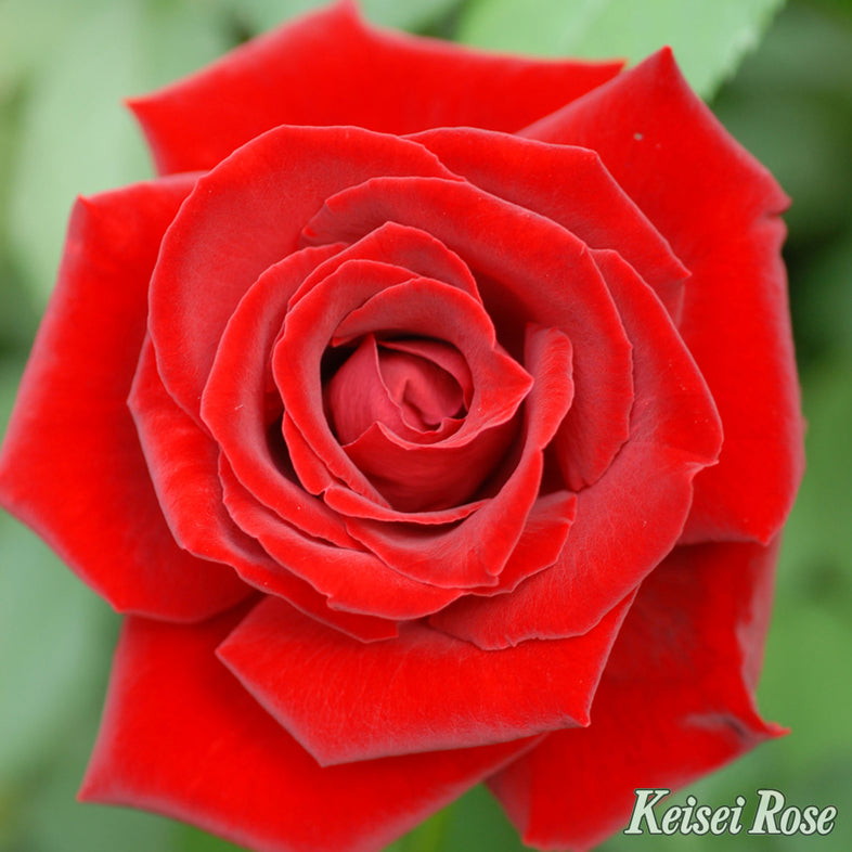 【バラ苗】ベルサイユのばら®【京成バラ園ブランド】