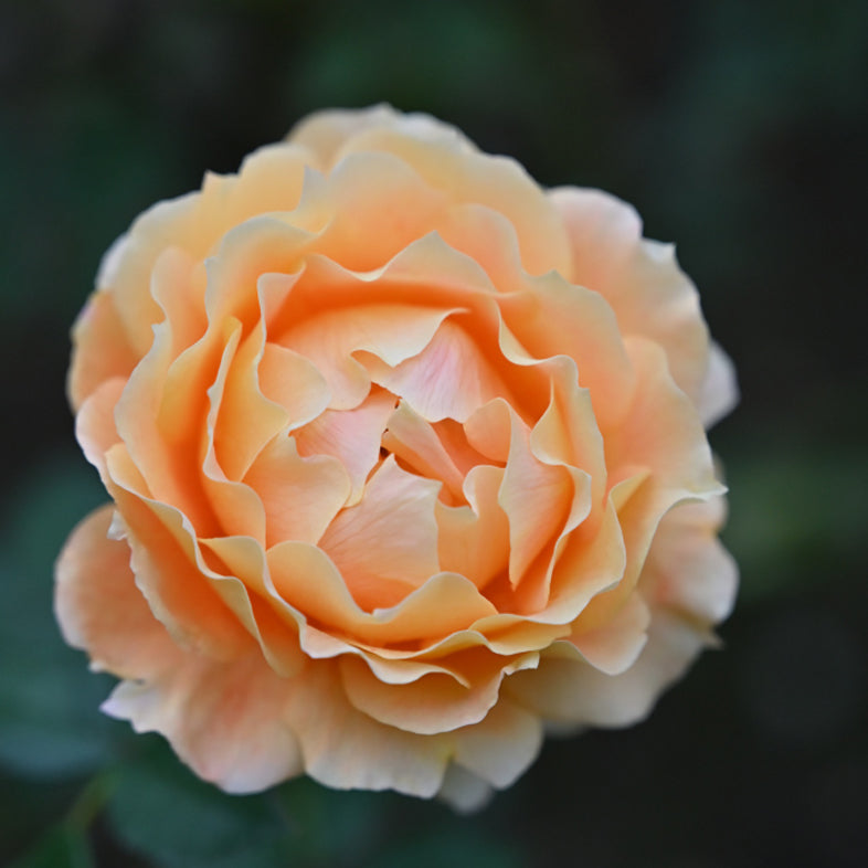 【バラ苗】万葉(2026年3月発送)