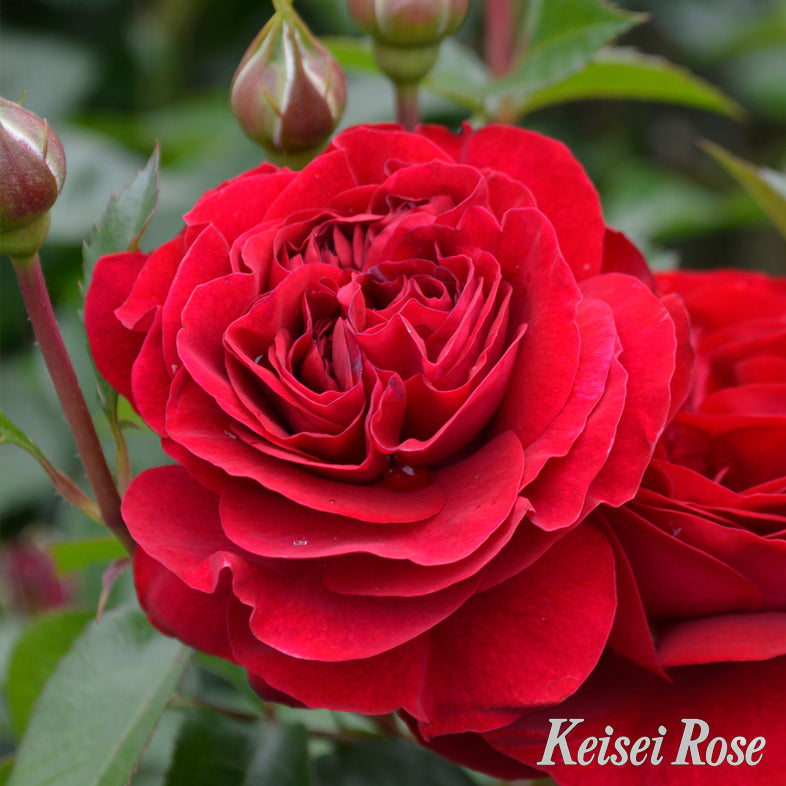 【バラ苗】ディープ ボルドー (2026年3月発送)