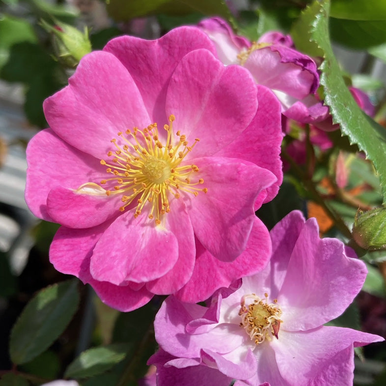 【バラ苗】ラベンダー ドリーム® (2026年3月発送)