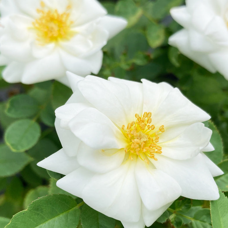 【バラ苗】ホワイトカバー®(2026年3月発送)