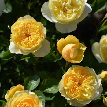 【バラ苗】リュシオール