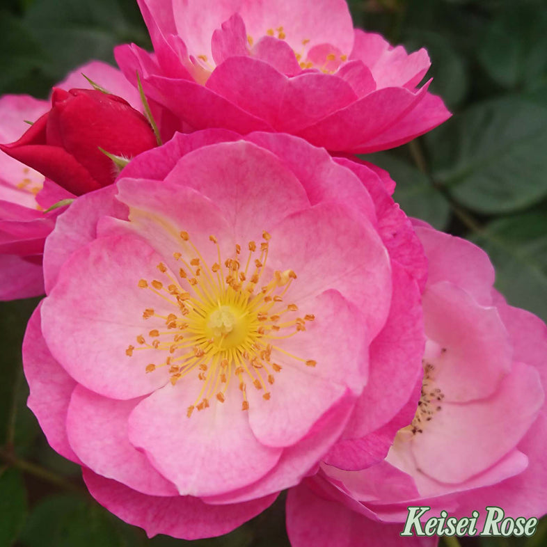 【バラ苗】恋こがれ (2026年3月発送)