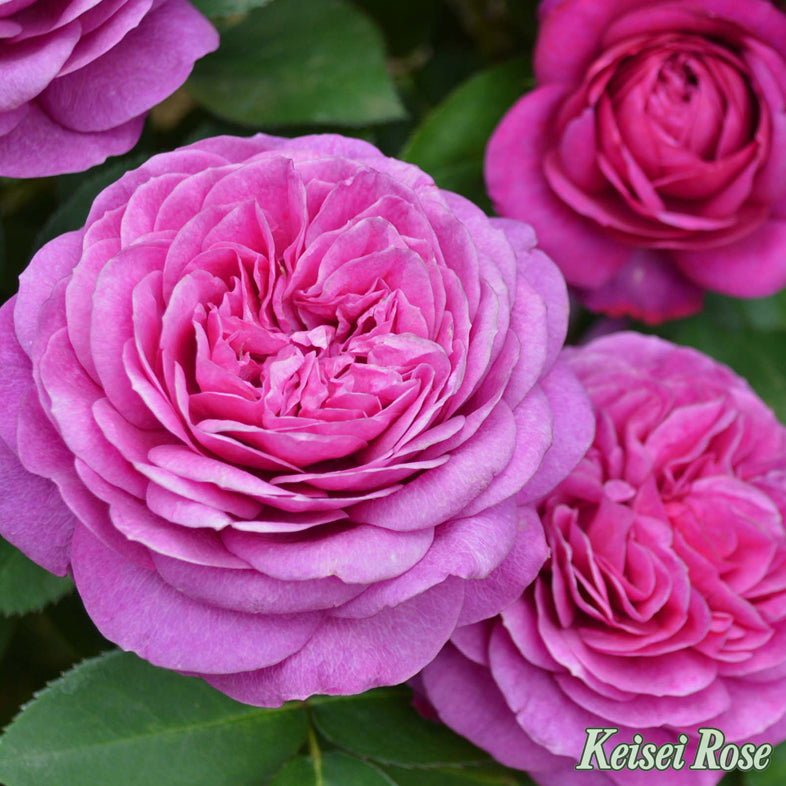 【バラ苗】ハイディクルムローズ (2026年3月発送)