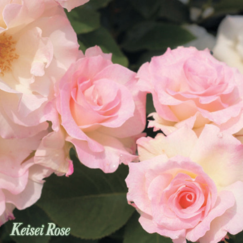 【バラ苗】マチルダ (2026年3月発送)