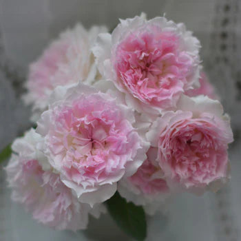 【バラ苗】アジュール (2026年3月発送)