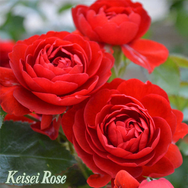 【バラ苗】スカーレット ボニカ® (2026年3月発送)