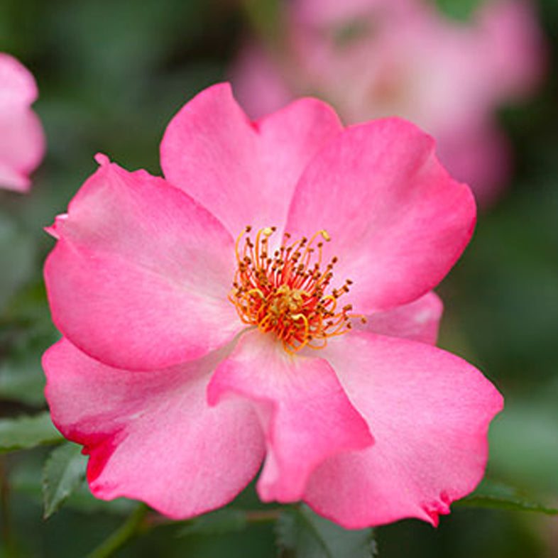 花巻温泉バラ園オリジナル品種「ホット花巻」バラ苗 (2026年3月発送)