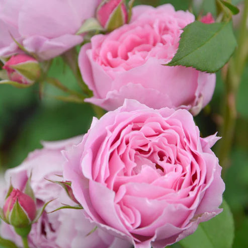 【バラ苗】エンデュミオン (2026年3月発送)