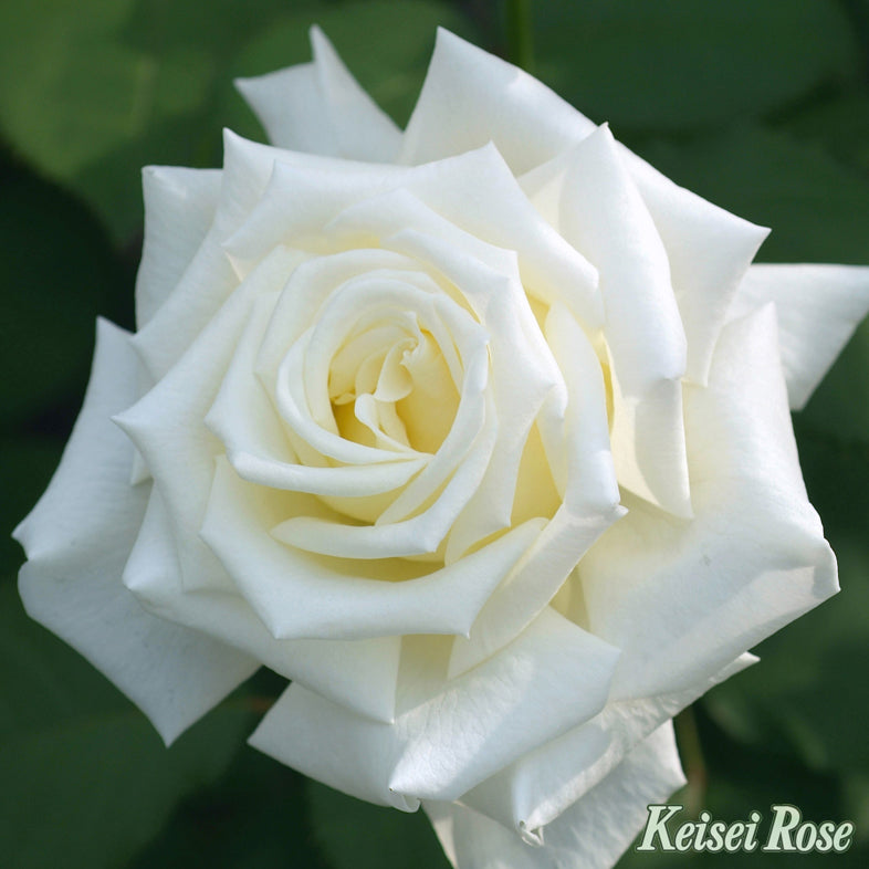 【バラ苗】ヨハネ パウロ2世 (2026年3月発送)