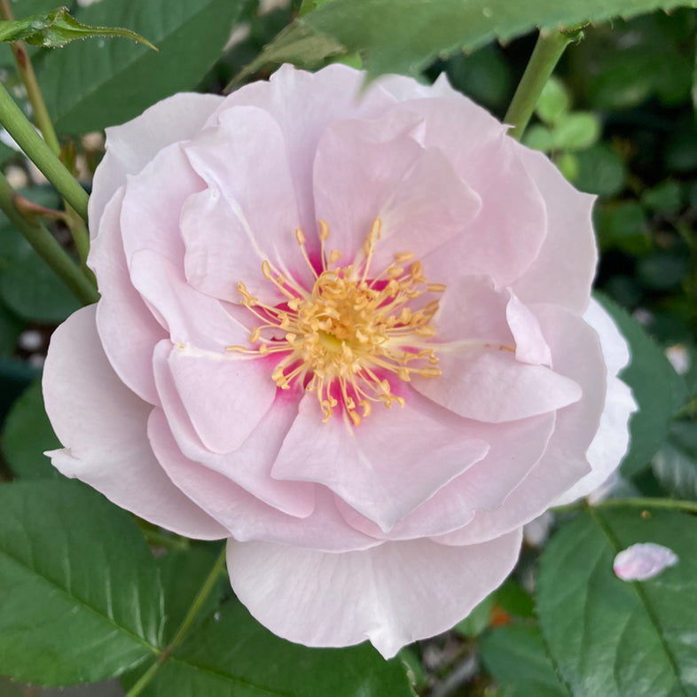 【バラ苗】クードゥクール