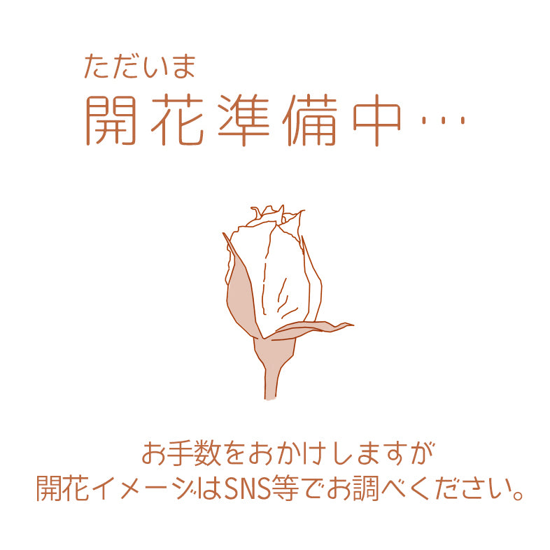 【バラ苗】ロージーカーペット