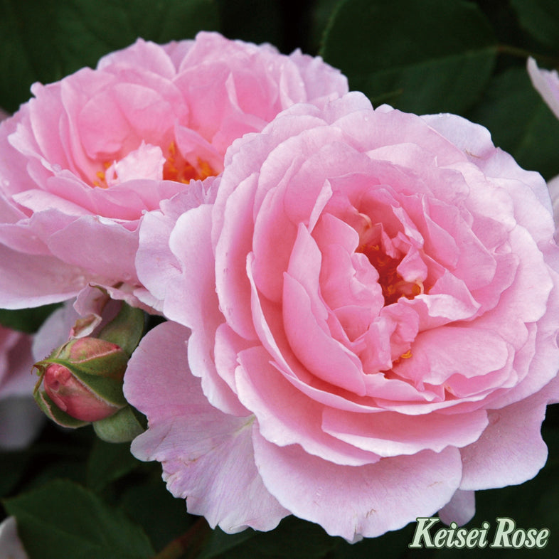 【バラ苗】夢香(2026年3月発送)